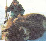 Hunting trips greenland
